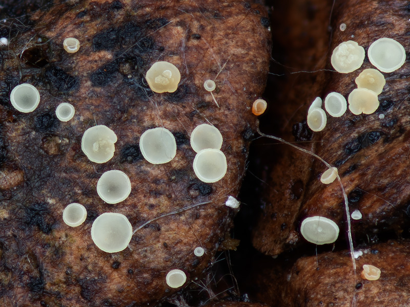 Calycina conorum